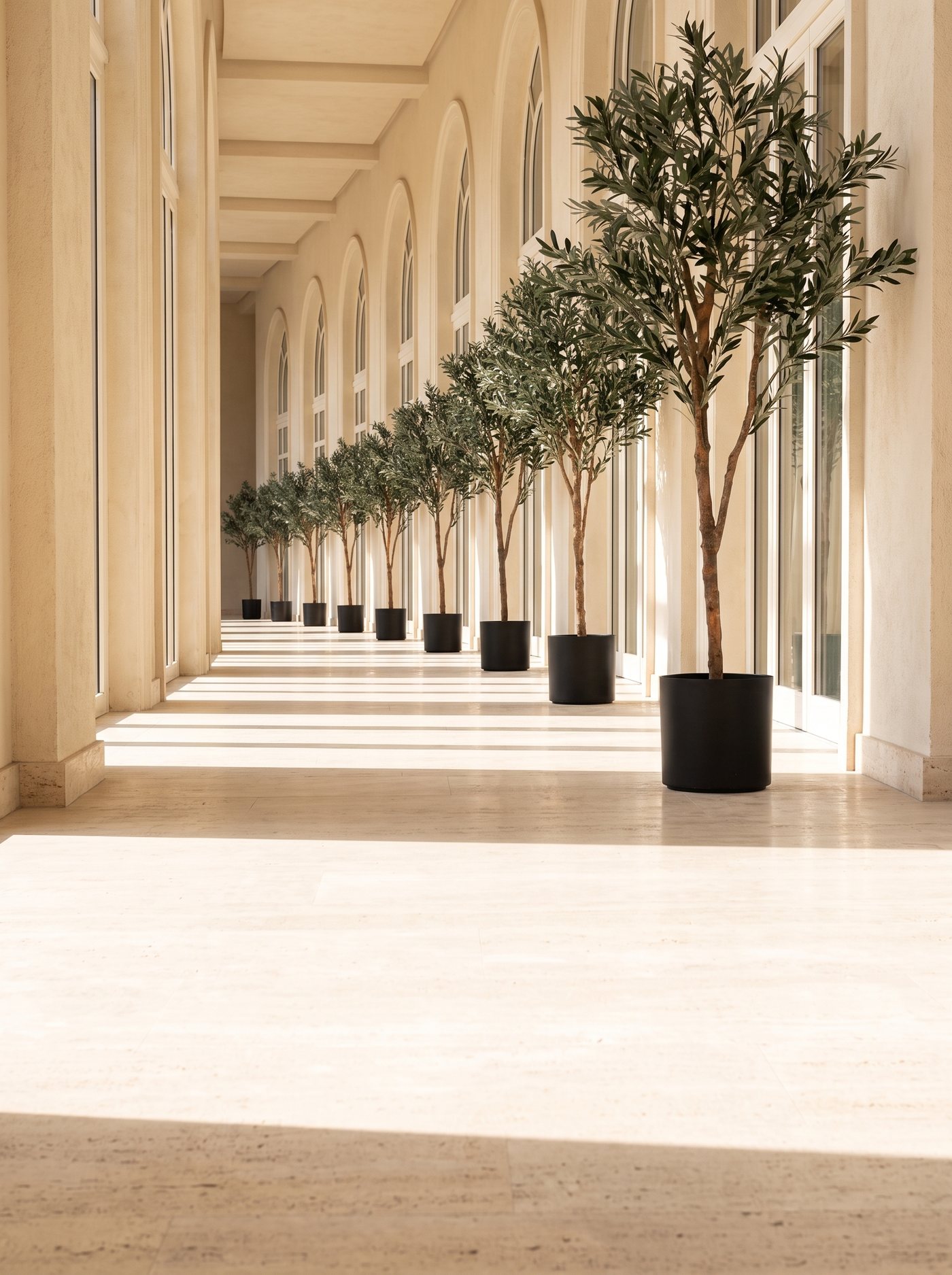 An olive tree standing in a quiet plastered interior
