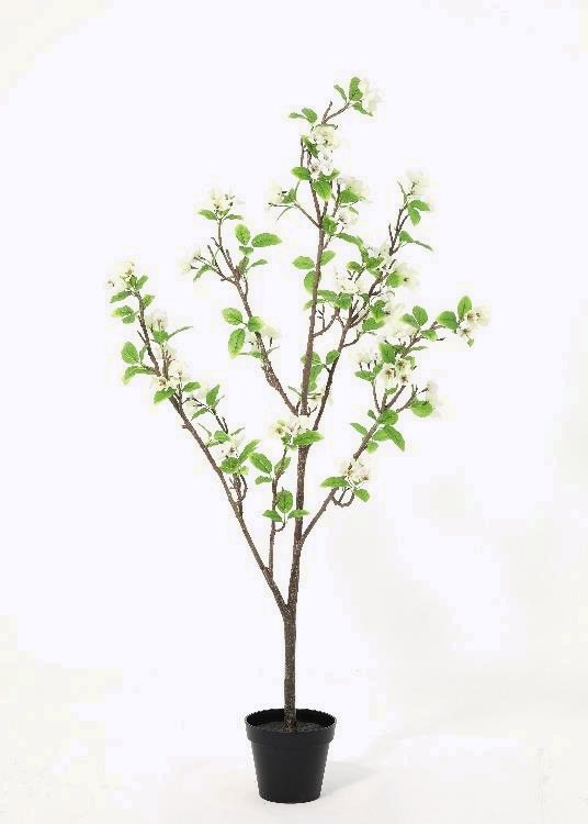 Apple Tree, a floor-standing tree, 122 cm overall, photographed on a plain pale ground