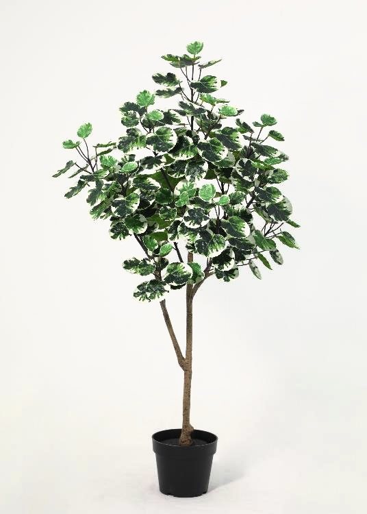 Aralia, a potted plant, 131 cm overall, photographed on a plain pale ground