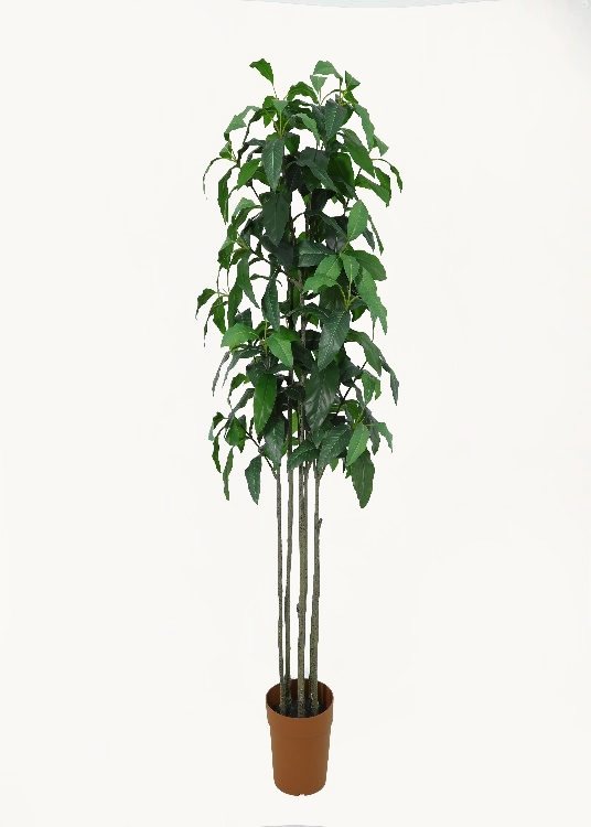 Avocado, a floor-standing tree, 160 cm overall, photographed on a plain pale ground