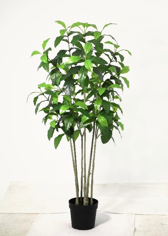Avocado, a floor-standing tree, 170 cm overall, photographed on a plain pale ground