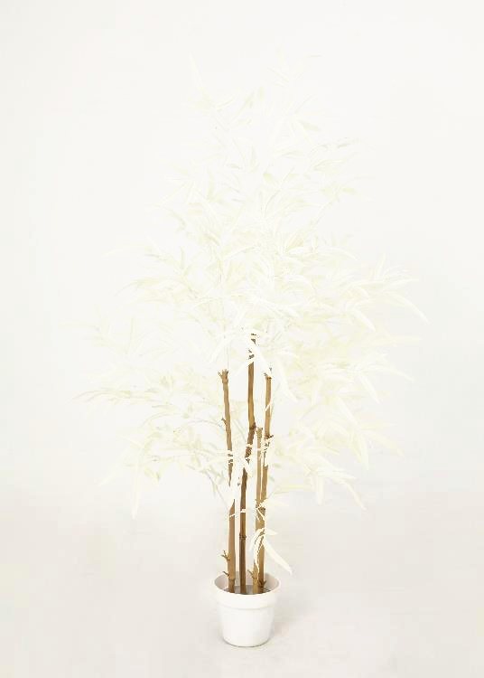 Bamboo, a floor-standing tree, 133 cm overall, photographed on a plain pale ground
