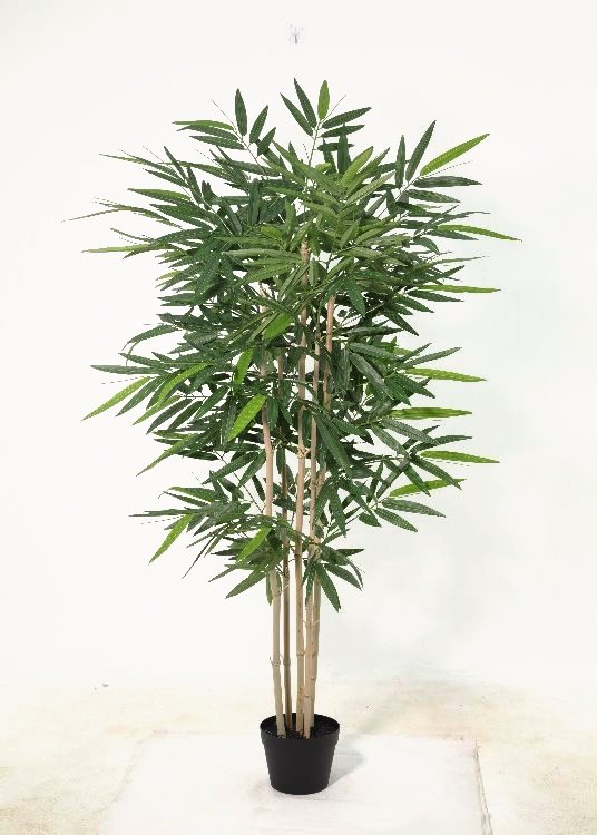 Bamboo, a floor-standing tree, 150 cm overall, photographed on a plain pale ground