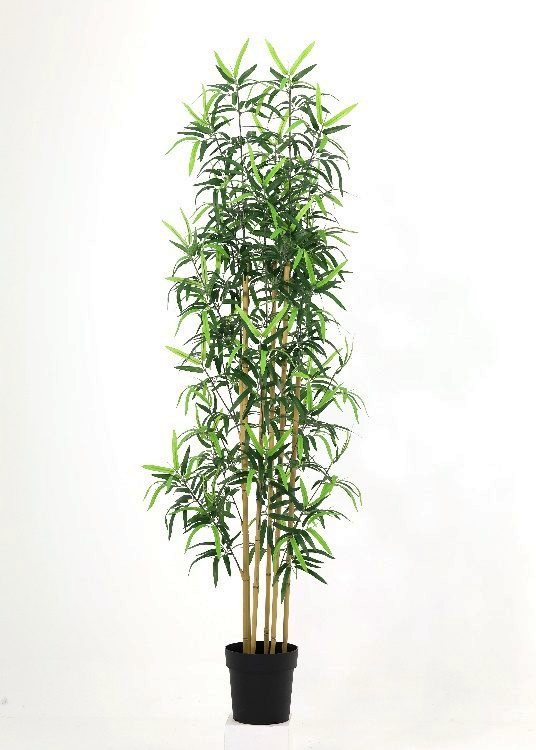 Bamboo, a floor-standing tree, 180 cm overall, photographed on a plain pale ground