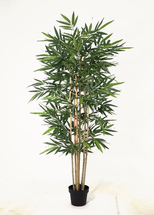 Bamboo, a floor-standing tree, 180 cm overall, photographed on a plain pale ground