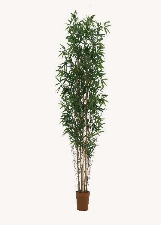 Bamboo, a floor-standing tree, 210 cm overall, photographed on a plain pale ground