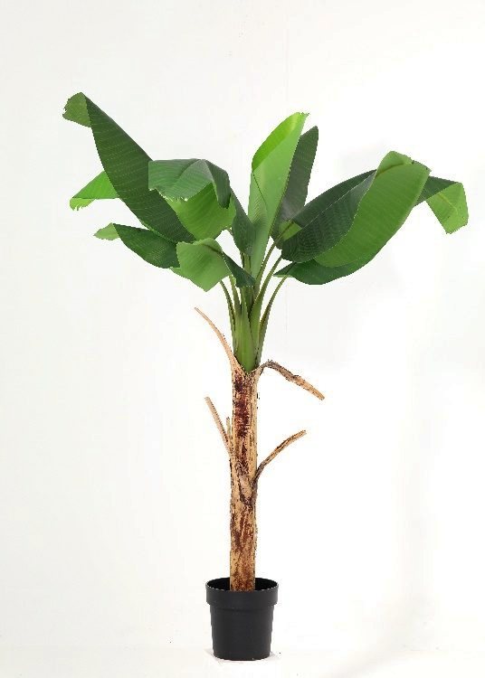 Banana, a floor-standing tree, 147 cm overall, photographed on a plain pale ground
