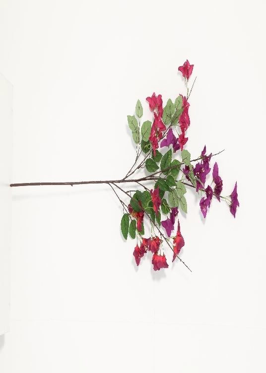 Bougainvillea, purple, a floor-standing tree, 107 cm overall, photographed on a plain pale ground