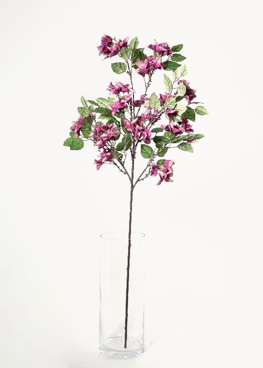 Bougainvillea, dusty pink, a floor-standing tree, 140 cm overall, photographed on a plain pale ground