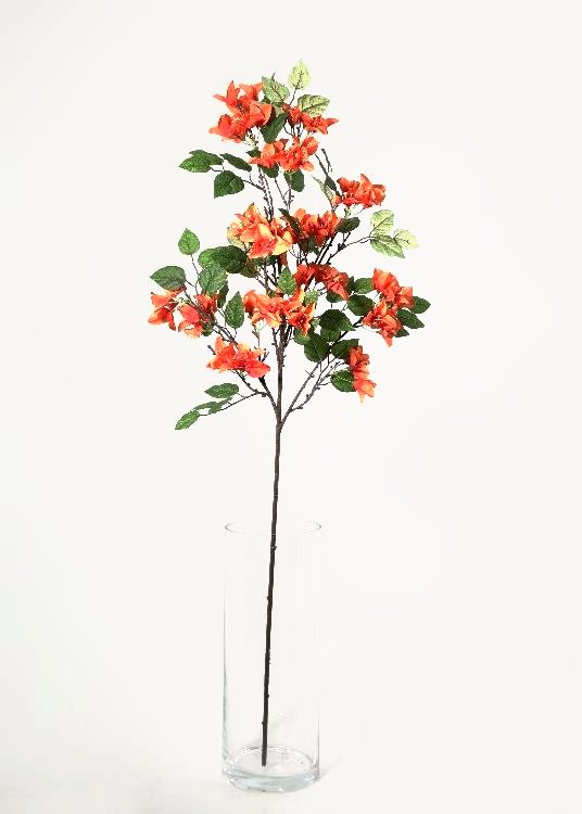 Bougainvillea, orange, a floor-standing tree, 140 cm overall, photographed on a plain pale ground
