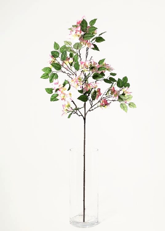 Bougainvillea, pink, a floor-standing tree, 140 cm overall, photographed on a plain pale ground