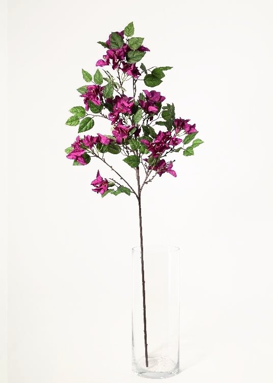Bougainvillea, purple, a floor-standing tree, 140 cm overall, photographed on a plain pale ground