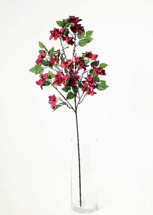 Bougainvillea, purple, a floor-standing tree, 140 cm overall, photographed on a plain pale ground