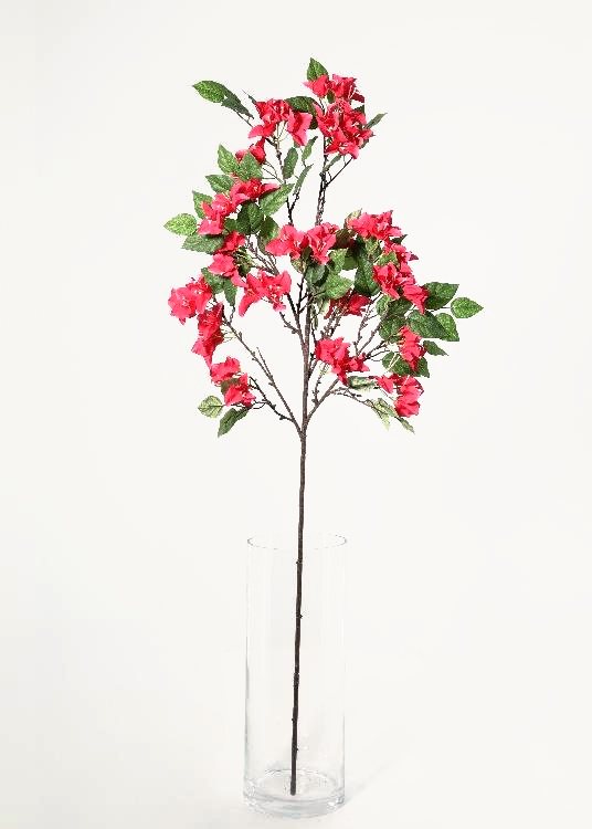 Bougainvillea, rose red, a floor-standing tree, 140 cm overall, photographed on a plain pale ground