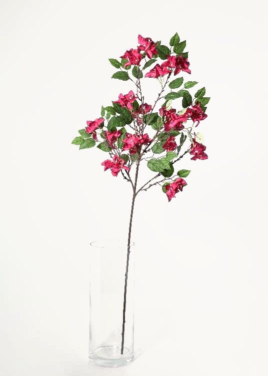 Bougainvillea, rose red, a floor-standing tree, 140 cm overall, photographed on a plain pale ground