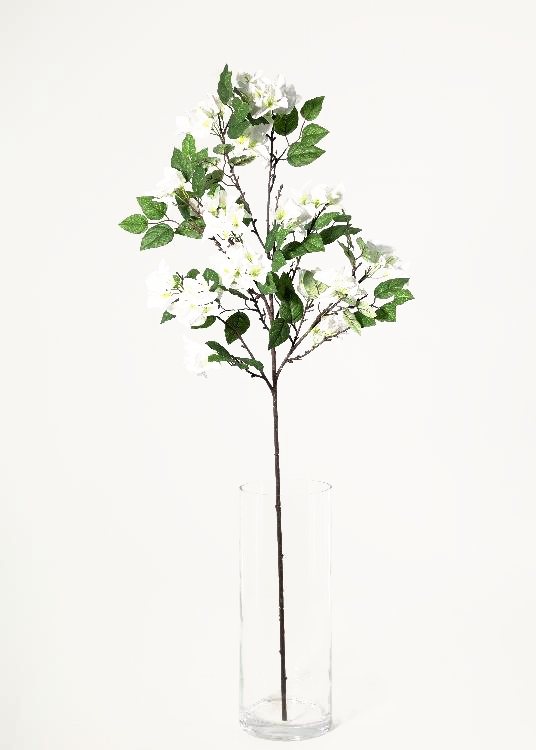 Bougainvillea, white, a floor-standing tree, 140 cm overall, photographed on a plain pale ground