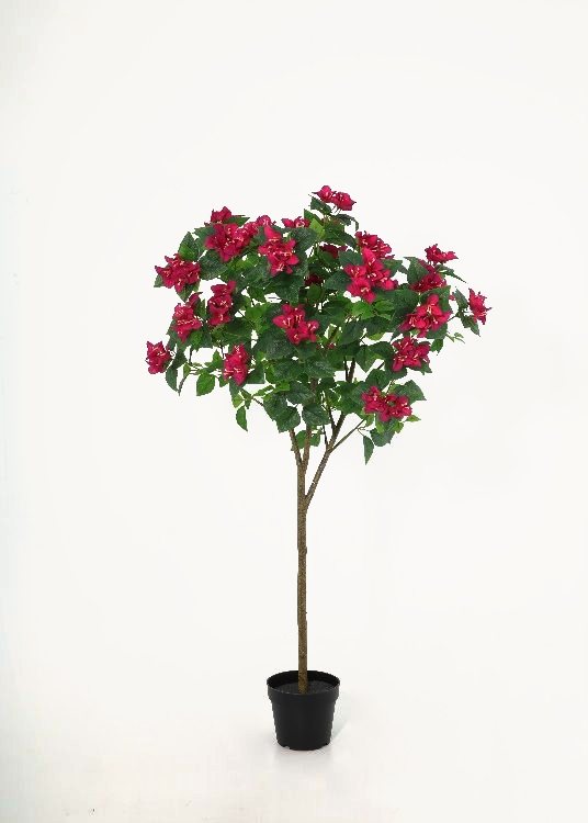 Bougainvillea, a floor-standing tree, 150 cm overall, photographed on a plain pale ground