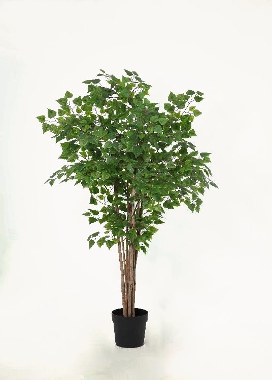 Birch, a floor-standing tree, 180 cm overall with a 23 cm pot, photographed on a plain pale ground