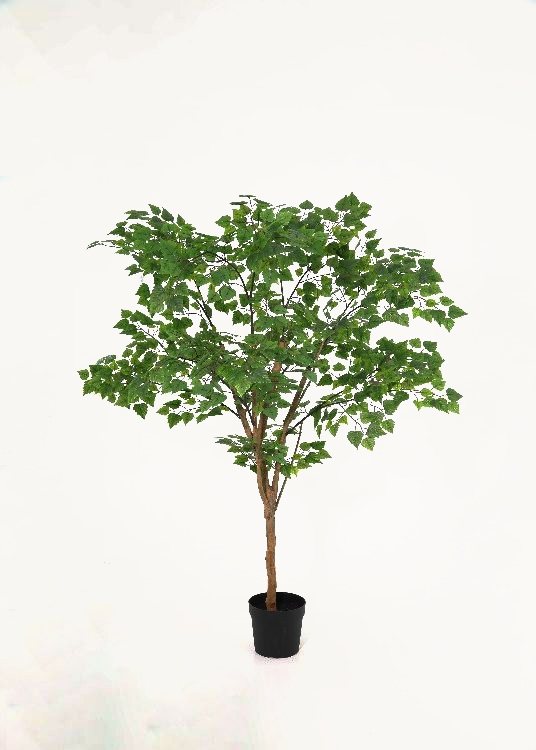 Birch, a floor-standing tree, 190 cm overall with a 23 cm pot, photographed on a plain pale ground