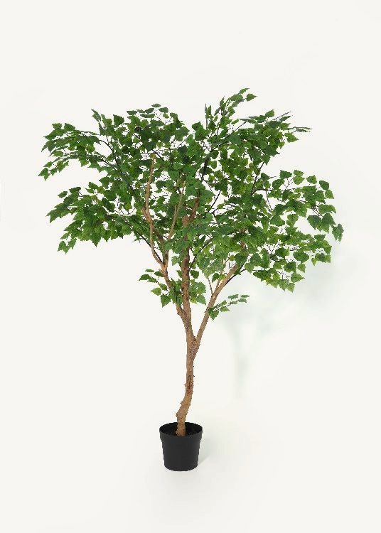 Birch, a floor-standing tree, 205 cm overall with a 23 cm pot, photographed on a plain pale ground