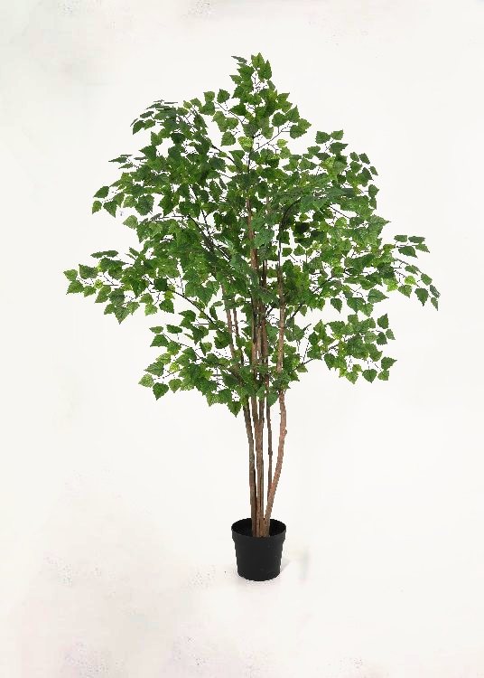 Birch, a floor-standing tree, 210 cm overall with a 23 cm pot, photographed on a plain pale ground