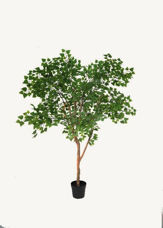 Birch, a floor-standing tree, 220 cm overall with a 23 cm pot, photographed on a plain pale ground