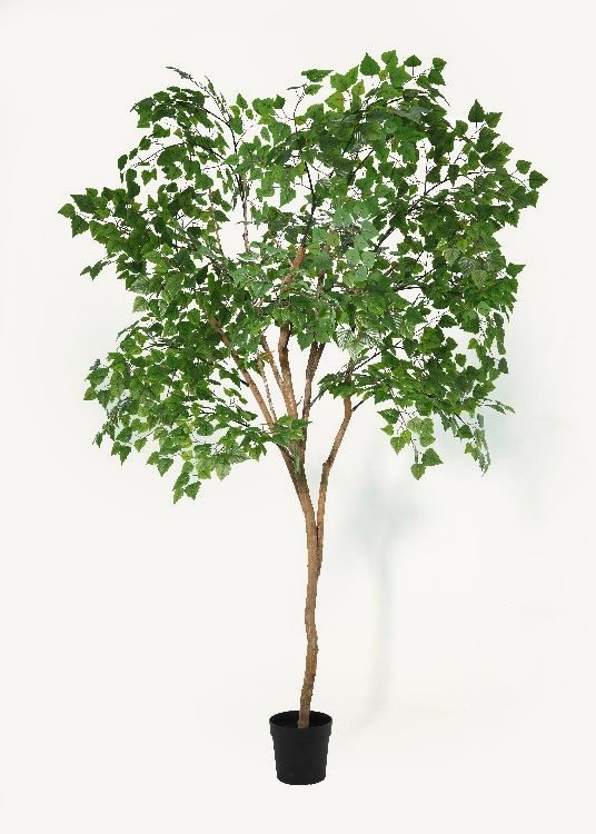 Birch, a floor-standing tree, 240 cm overall with a 23 cm pot, photographed on a plain pale ground