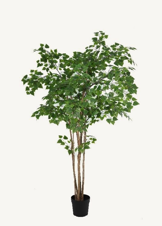 Birch, a floor-standing tree, 245 cm overall with a 23 cm pot, photographed on a plain pale ground