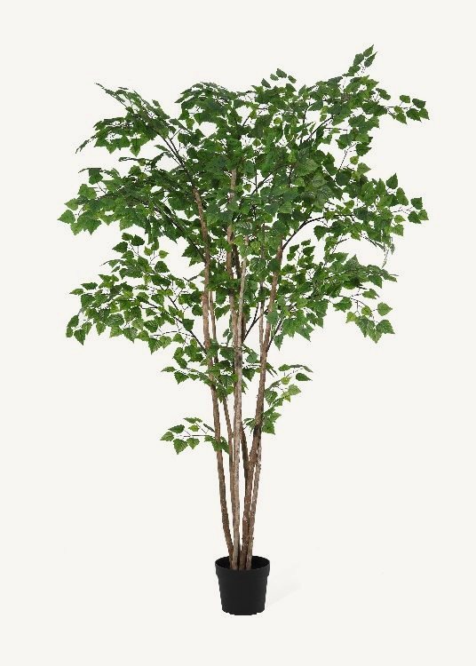 Birch, a floor-standing tree, 260 cm overall with a 23 cm pot, photographed on a plain pale ground