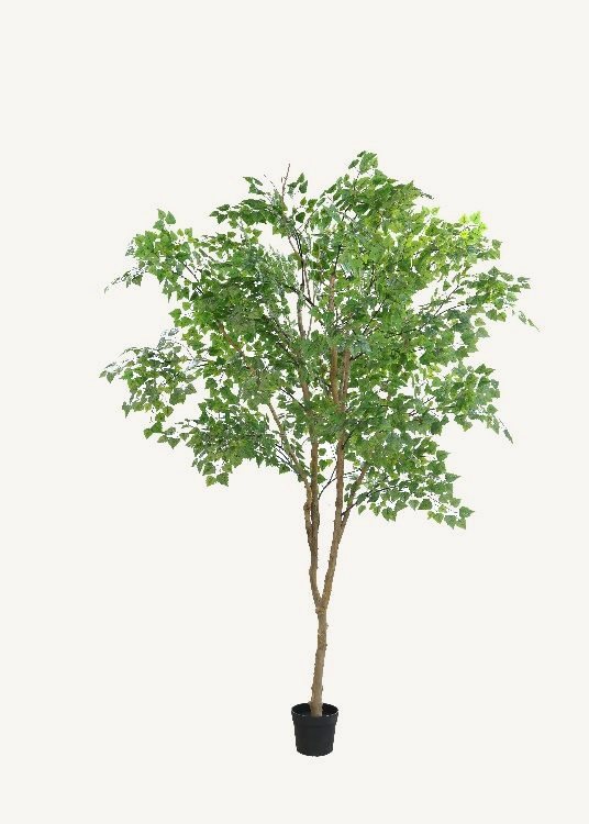 Birch, a floor-standing tree, 295 cm overall with a 23 cm pot, photographed on a plain pale ground