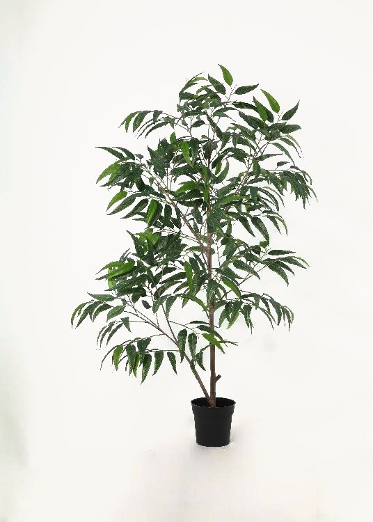 Blue Gum Eucalyptus, a floor-standing tree, 160 cm overall with a 19 cm pot, photographed on a plain pale ground