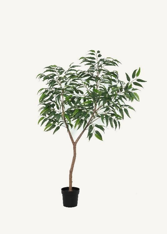 Blue Gum Eucalyptus, a floor-standing tree, 193 cm overall with a 19 cm pot, photographed on a plain pale ground