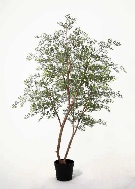 White Blossom, a floor-standing tree, 193 cm overall with a 22 cm pot, photographed on a plain pale ground