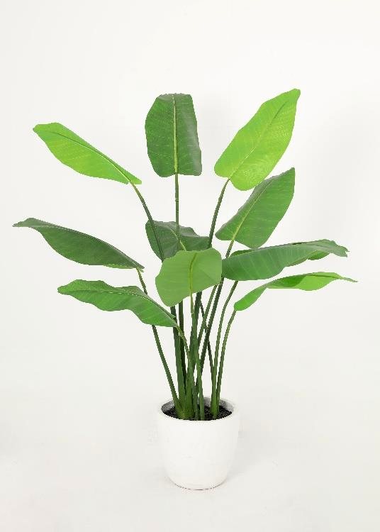Bird of Paradise, a potted plant, 145 cm overall, photographed on a plain pale ground