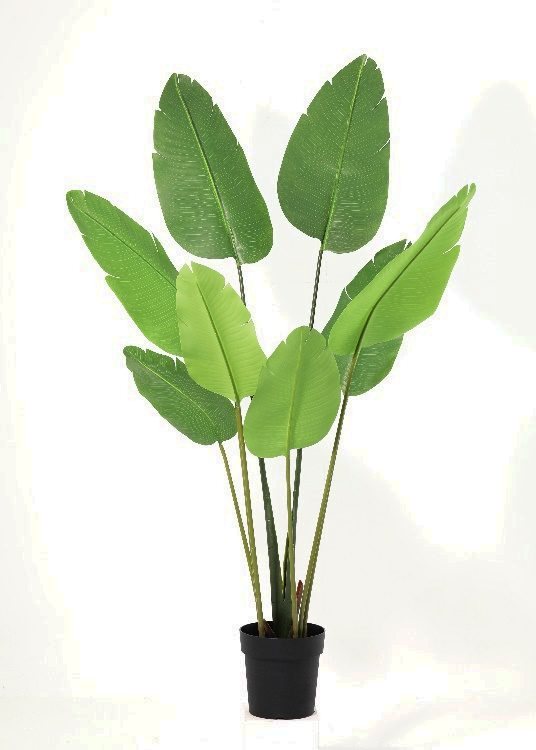Bird of Paradise, a potted plant, 153 cm overall, photographed on a plain pale ground