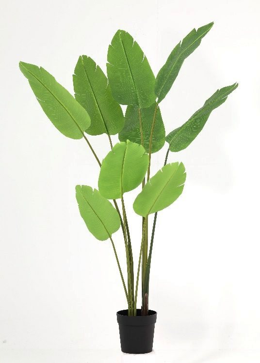 Bird of Paradise, a potted plant, 174 cm overall, photographed on a plain pale ground