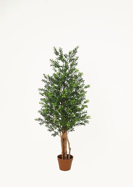 Boxwood, a potted plant, 130 cm overall with a 16 cm pot, photographed on a plain pale ground
