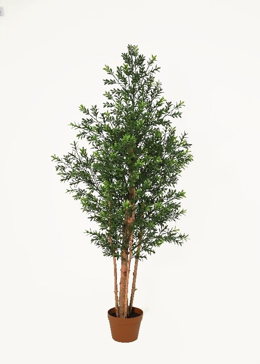 Boxwood, a potted plant, 148 cm overall with a 16 cm pot, photographed on a plain pale ground