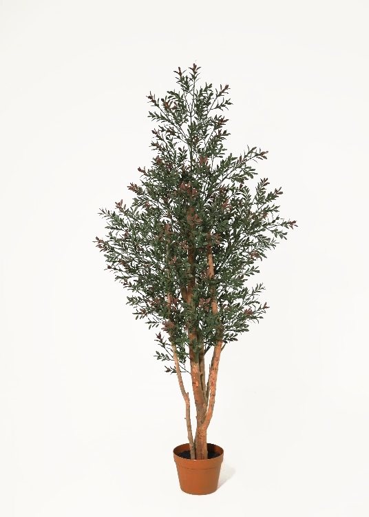Boxwood, deep green, a potted plant, 148 cm overall with a 16 cm pot, photographed on a plain pale ground