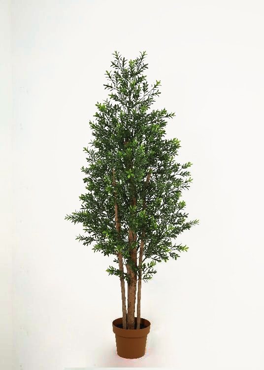 Boxwood, a potted plant, 170 cm overall with a 21 cm pot, photographed on a plain pale ground