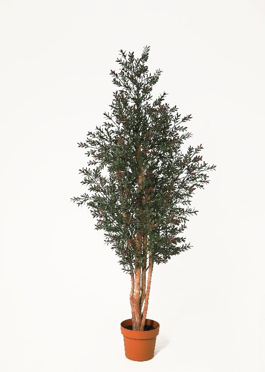Boxwood, deep green, a potted plant, 170 cm overall with a 21 cm pot, photographed on a plain pale ground