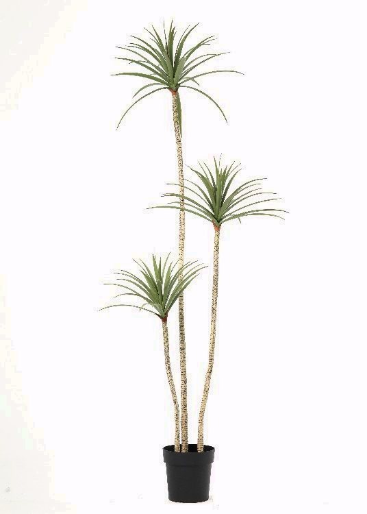 Slender Cane, a floor-standing tree, 160 cm overall, photographed on a plain pale ground