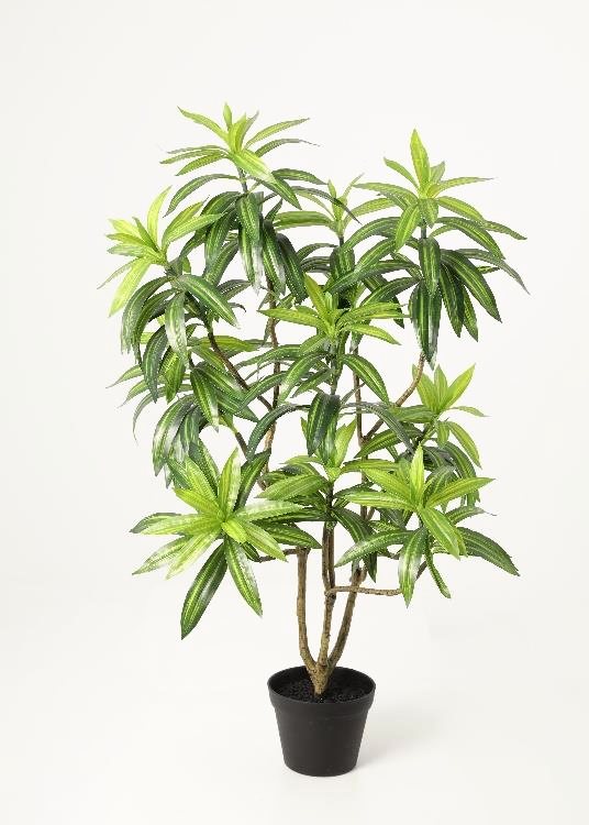Dracaena, a floor-standing tree, 104 cm overall, photographed on a plain pale ground