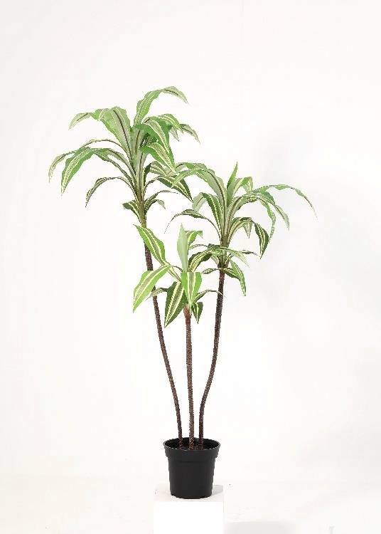 Dracaena, a floor-standing tree, 106 cm overall, photographed on a plain pale ground