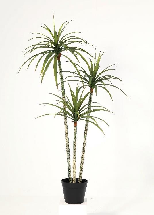 Dracaena, a floor-standing tree, 120 cm overall, photographed on a plain pale ground