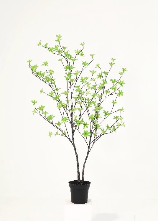 Enkianthus, a floor-standing tree, 112 cm overall, photographed on a plain pale ground