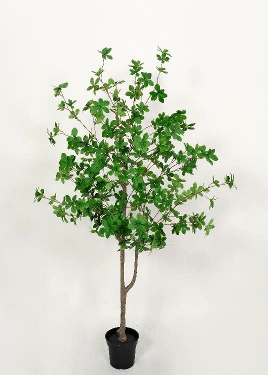 Enkianthus, a floor-standing tree, 130 cm overall, photographed on a plain pale ground