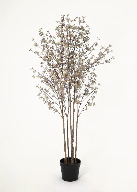 Enkianthus, lilac, a floor-standing tree, 181 cm overall, photographed on a plain pale ground