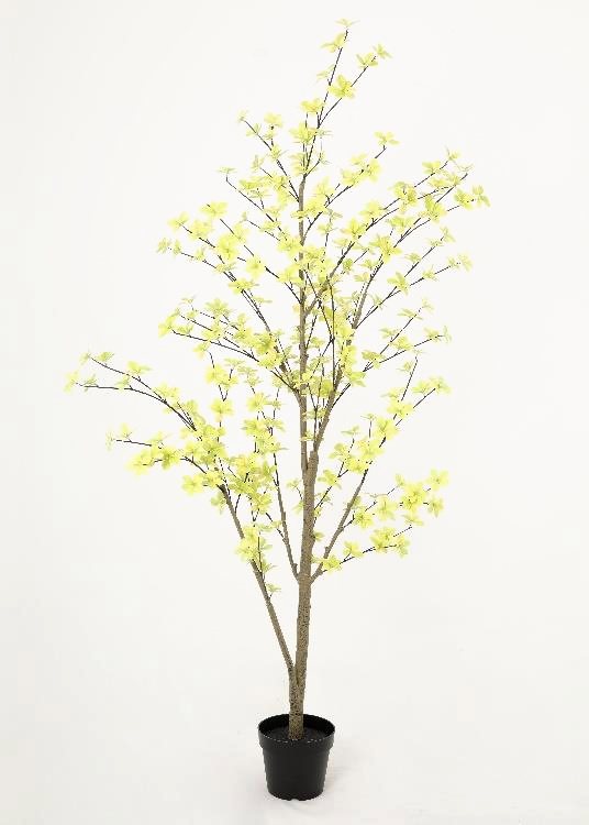 Enkianthus, green, a floor-standing tree, 186 cm overall, photographed on a plain pale ground