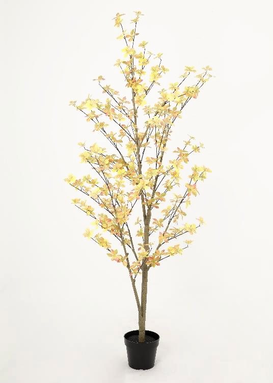 Enkianthus, a floor-standing tree, 186 cm overall, photographed on a plain pale ground